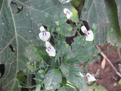 Dicliptera thlaspioides
