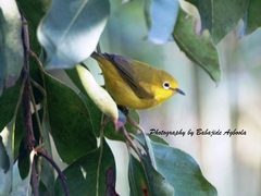 Zosterops senegalensis