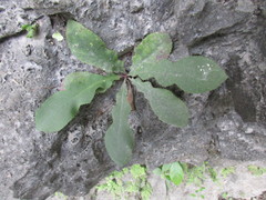 Ixeridium laevigatum