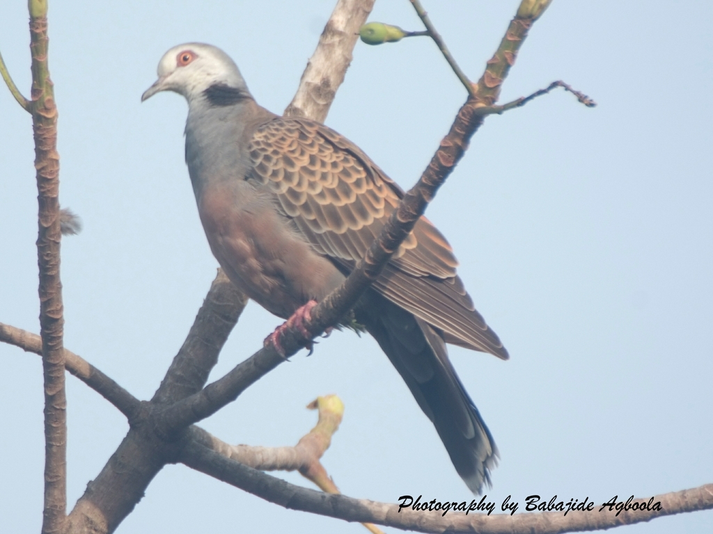 Adamawa Turtle-Dove photo