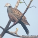 Adamawa Turtle-Dove - Photo (c) Babajide Agboola, some rights reserved (CC BY-NC), uploaded by Babajide Agboola