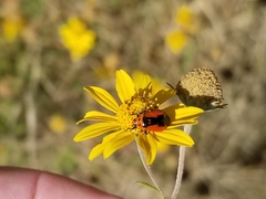 Neocapsus