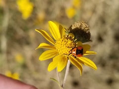 Neocapsus