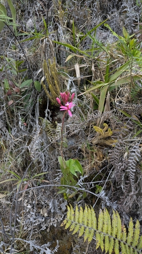 Epidendrum cochlidium, photograph 3