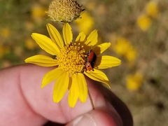 Neocapsus