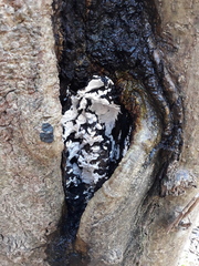 Rigidoporus corticola