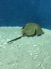 Limulus