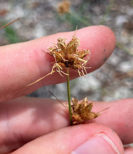 Ware's hairsedge (Bulbostylis warei)