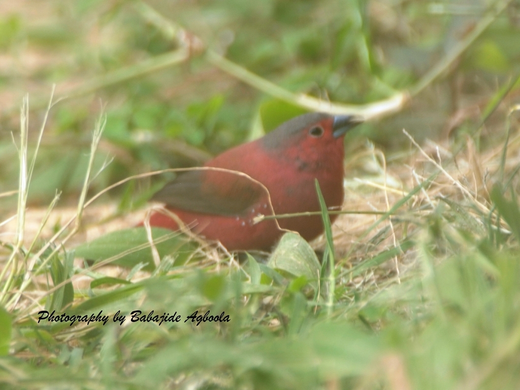 Rock Firefinch