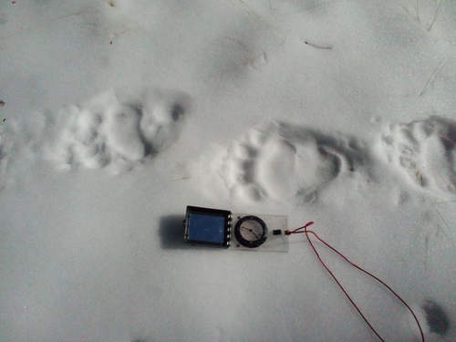 iNaturalist observation photo of American Black Bear