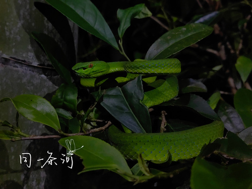 Trimeresurus sichuanensis