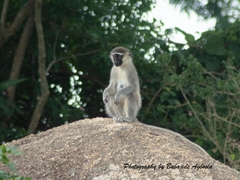 Chlorocebus tantalus