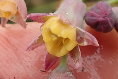 Tulbaghia ludwigiana