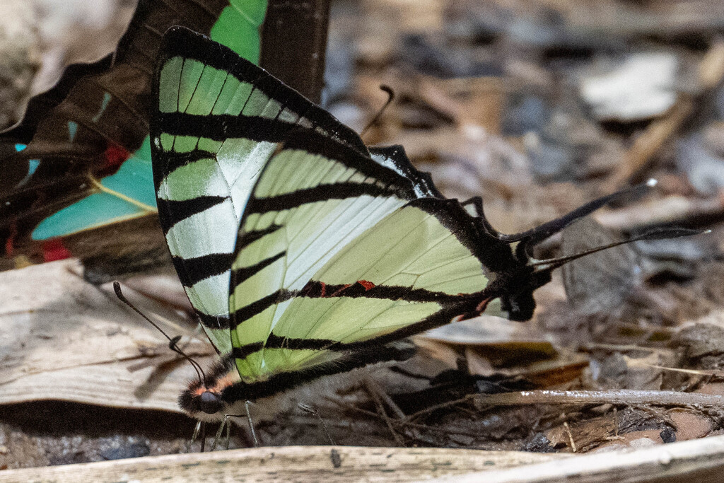 Fourbar Swordtail (Graphium agetes)