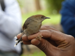 Cisticola cantans