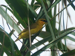 Ploceus brachypterus