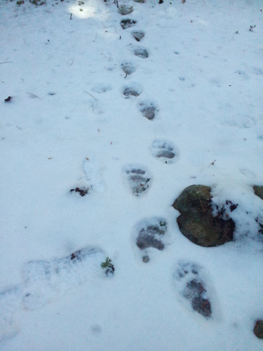 iNaturalist observation photo of American Black Bear