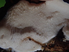 Rigidoporus corticola