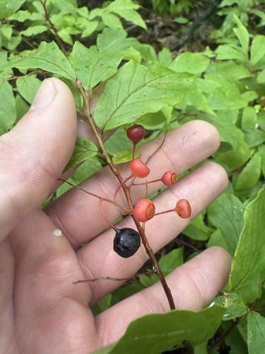 bear huckleberry (Gaylussacia ursina)