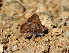 Aloeides pierus