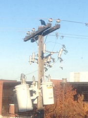 Corvus brachyrhynchos