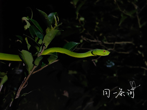 Trimeresurus sichuanensis