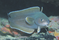 Lotella rhacina