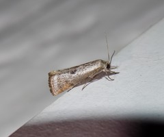 Microcrambus croesus