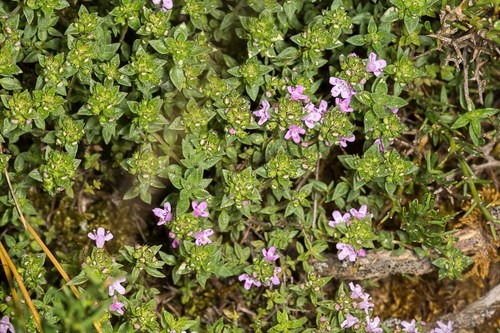 Thymus herba-barona (Thymus herba-barona)