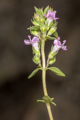 Thymus herba-barona, photograph (c) Drepanostoma, some rights reserved (CC BY)