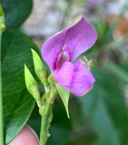 Pursh's Milkpea (Galactia purshii)