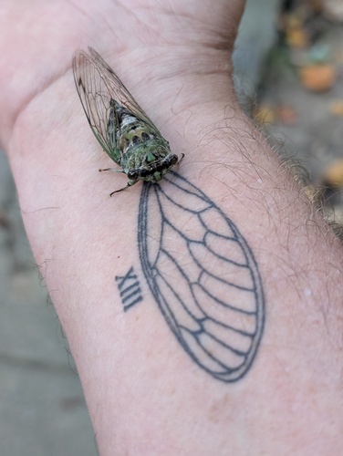 Scissor-grinder cicada