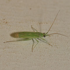 Orthotylinae