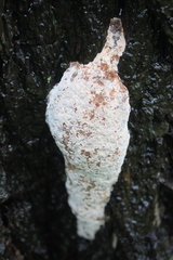 Fungi
