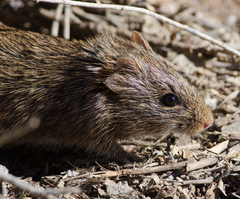 Sigmodon arizonae