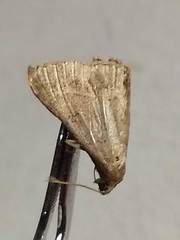 Renia flavipunctalis