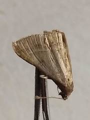 Renia flavipunctalis