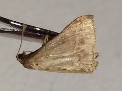 Renia flavipunctalis