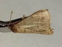 Renia flavipunctalis