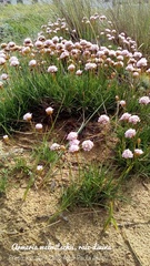 Armeria welwitschii