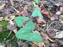 Hexastylis arifolia