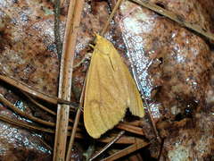 Virbia opella