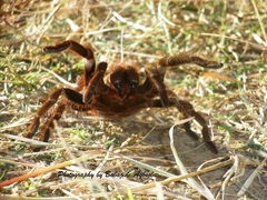 Hysterocrates laticeps