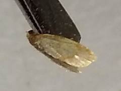 Crocidophora tuberculalis