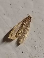 Crocidophora tuberculalis