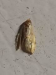 Crocidophora tuberculalis