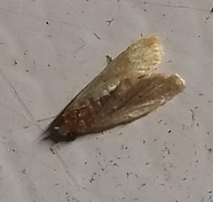 Crocidophora tuberculalis