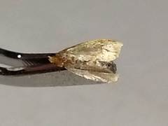 Crocidophora tuberculalis