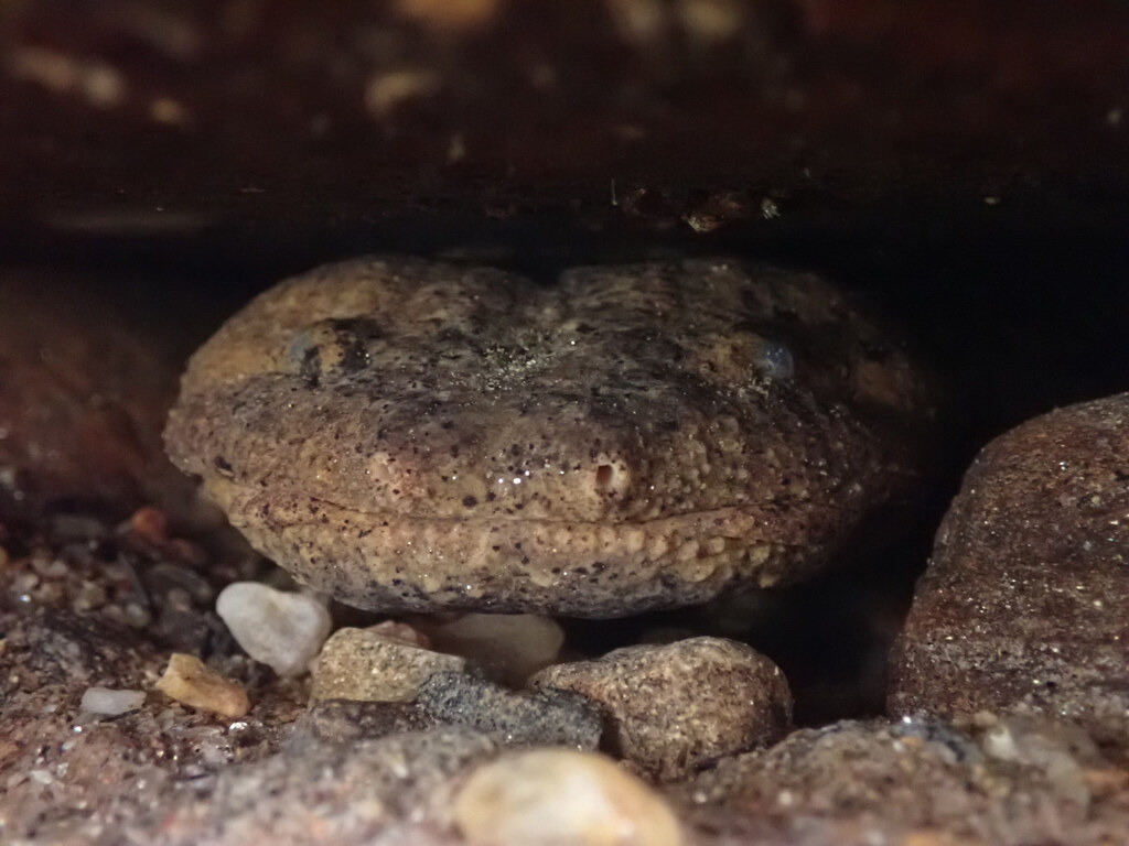 Eastern Hellbender in September 2025 by Evan M. Raskin. snorkel survey ...