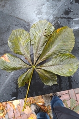 Aesculus hippocastanum